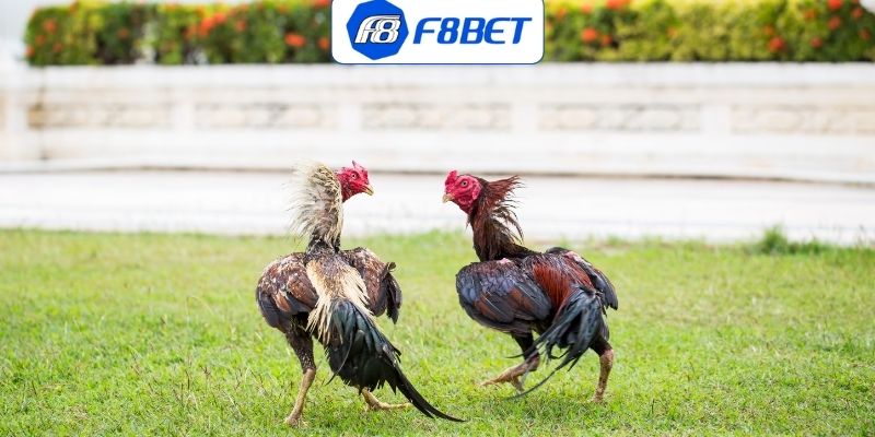 Cách để chơi đá gà đòn online an toàn