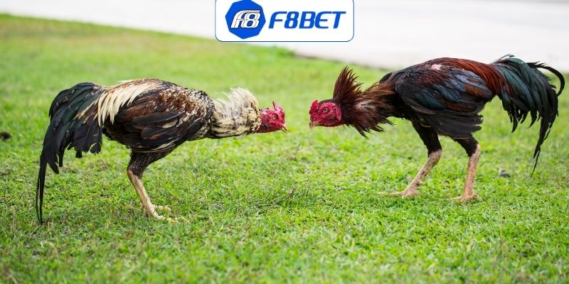 Giới thiệu hình thức đá gà đòn là gì?